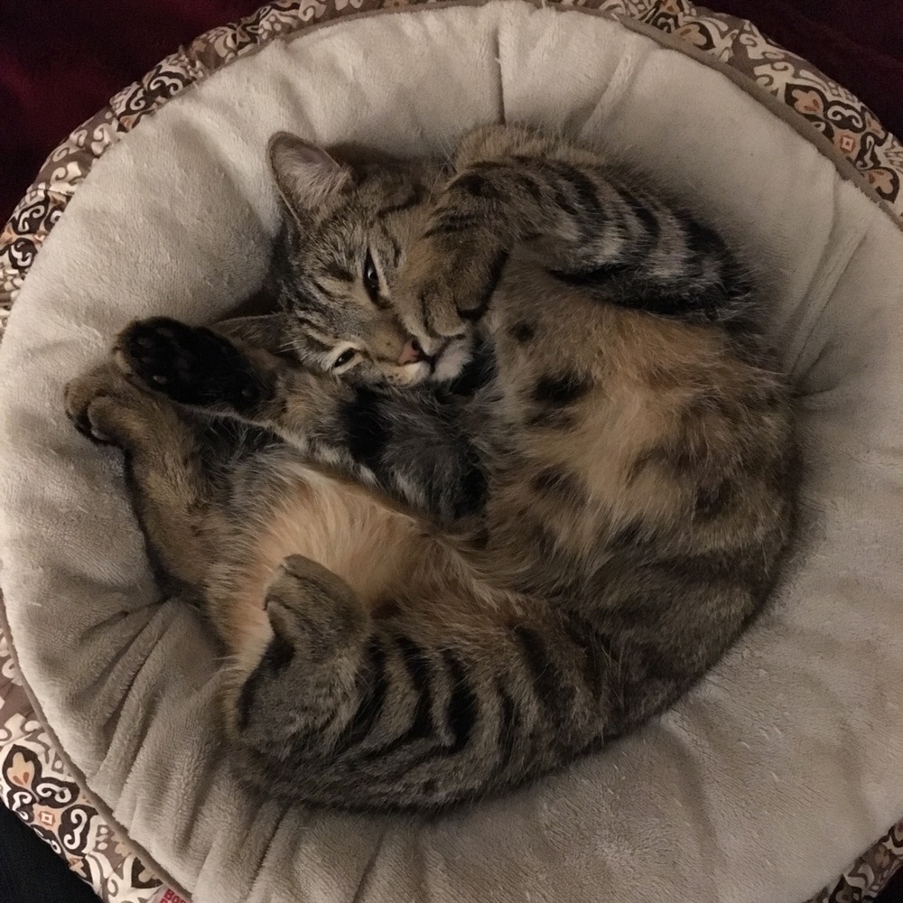 Meet your Posher, Lori